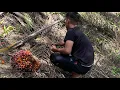 Download Lagu Lahan sawit Oligarki🤣 Canda Oligarki