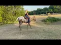 ApHC Going To Move You aka Apollo Appaloosa gelding in our annual SUMMER ONLINE AUCTION
