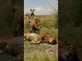 Download Lagu Lion and the Cow story #ai #lion #cow #story