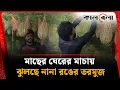 Download Lagu মাছের ঘেরের মাচায় ঝুলছে নানা রঙের তরমুজ | Fakirhat watermelon cultivation | Bagerhat | Kalbela