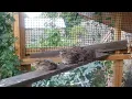So When do Bobwhite Quail start laying eggs