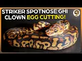My First Ever Stranger Ball Python Egg Cutting - Stranger Het Clown X GHI Spotnose Clown