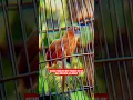 Download Lagu Tembakan tepus kepala abu terpanjang didunia