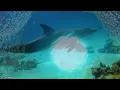 Beautiful Relaxing Music, Underwater Tropical fish, Coral reefs, Sea Turtles in 4k by Tim Janis