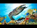 Download Lagu Beautiful Relaxing Music, Underwater Tropical fish, Coral reefs, Sea Turtles in 4k by Tim Janis