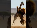 Download Lagu Lion vs. Giraffe: Intense Chase and Survival Battle in the Wild! 🦁🦒🔥 #animalfight #wildlife