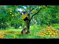 Download Lagu Harvesting Sweet And Crisp Persimmons For Sale At The Market, Cooking, Gardening, And Pet Care