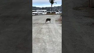 ￼ #fyp #dream #youtube #doberman #pets