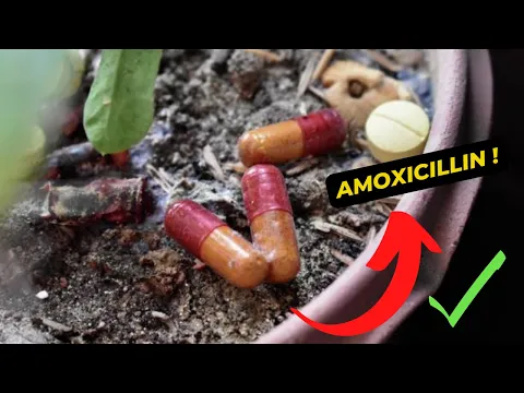 Download MP3 What is amoxicillin used for?
