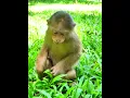 Download Lagu Aug-11-25 Baby Lynx , Jacee, Newborn, Baby , abandoned monkey 010 #monkey #wildlife #Lynx #luna