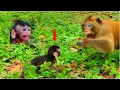 Lagu God Help! Wrong To Walk The A_ngry Daddy Monkey Got Big Problem Every time...!