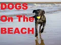 Can I Walk My Dog On The Beach In Myrtle Beach