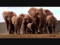 Download Lagu Burning Spear - Elephants