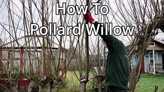 Setting Up A Willow Pollard