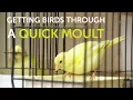 Download Lagu How To Get Birds Through a Quick Moult | The Canary Room Top Tips