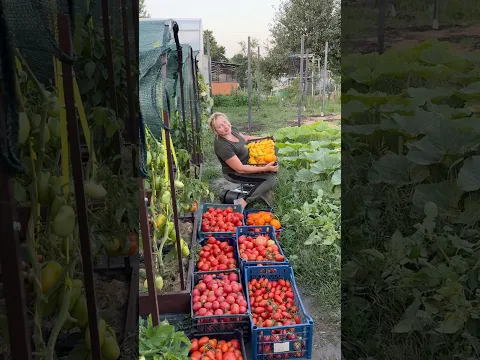 Секрет выращивания томатов. Урожай помидоров