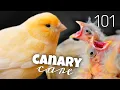 Download Lagu Ultimate Canary Care Guide 🐥 Everything You Need to Know!🐥