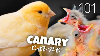 ultimate canary care guide everything you need to know 