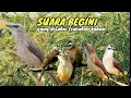 Download Lagu Trucuk BETINA memanggil Jantan Suara Birahi Ngecuplik 100% pancingan trucukan gacor agar BUNYI EMOSI