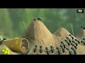 Download Lagu Red Ant Vs Black Ant Movie clip