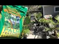How to fertilize palm trees in the ground and in pots