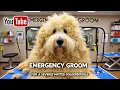 This Dog was Beyond Matted