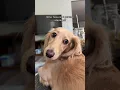 Download Lagu *boing boing boing* tiktok ninathedachshund #dog #funnydogs #shorts #animals