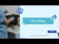 Vet in Dallas