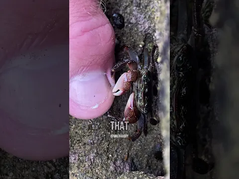 Crab is WILD for Saying This!