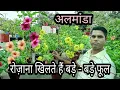 Allamanda flower care