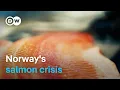Download Lagu Can Norway’s wild salmon be saved? | DW Documentary