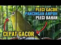 Download Lagu Pleci Gacor Pancingan Ampuh Pleci Bahan Ikut Bunyi #plecigacor