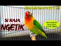 Download Lagu PANCINGAN LOVE BIRD NGETIK PANJANG NO 1 !!! MP3