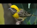 Download Lagu MASTERAN GACO \u0026 PIKAT MANYAR TEMPUA SUARA PANCINGAN JERNIH | KICAU MERDU SUARA BURUNG