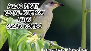 Download Audio Pikat Kecial Kombok Ampuh💯 Suara Bersih Langsung Nyamber MP3