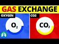 Gas Exchange Medical Definition Quick Explainer