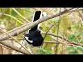 Wonderful Tail Display by Magpie-Robin