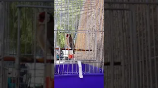 تغريد الشرق المعروف لي حاب يلقم 