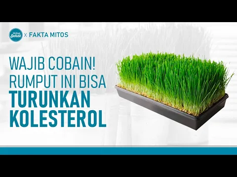Yang Kolesterol Tinggi Wajib Tahu! Ini Sejumlah Manfaat Rumput Gandum