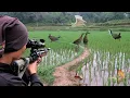 BERBURU‼️ BURUNG SAWAH KETIKA PADI BARU DI TANAM..