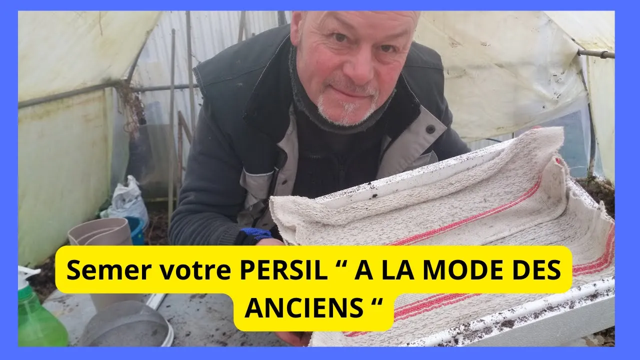 Dès janvier au jardin ; semer votre persil comme faisait nos grands-parents