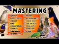 Download Lagu 🔴 KOMBINASI LENGKAP MASTERAN MURAI BATU SUARA ASLI
