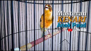 kenari bon oren gacor kenari oren gacor masteran kenari anak paud biar cepat gacor