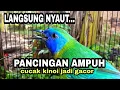 Lagu Pancingan cucak kinoi agar cepat bunyi dan gacor