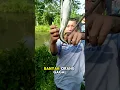 Download Lagu Rahasia #1 Umpan Mancing Ikan Gabus yang Jarang Diketahui #mancing #umpanikangabus