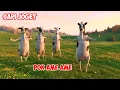 Download Lagu Sapi joget | Sapi lucu bikin tertawa lagu pok ame ame