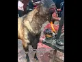Download Lagu Unik Cara Kambing Ini Membersihkan Tubuhnnya Dari Parasit #unik #hewan #shortvideo
