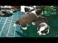 St Bernard