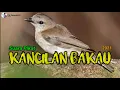 Download Lagu Suara Pikat Kancilan Bakau Ampuh 2021