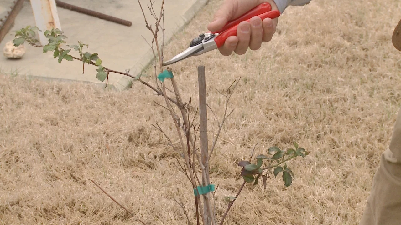 How To Prune Blackberry Plants